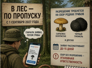 Грибникам приготовиться: доступ в лес — через «Госуслуги»